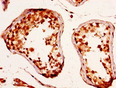 RXFP2 Antibody