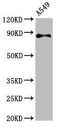 RXFP2 Antibody