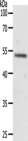 RXFP3 antibody