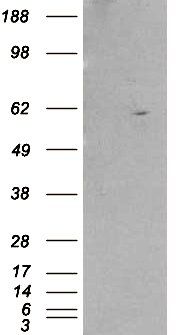 Goat anti-RXR beta Antibody
