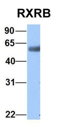 RXRB antibody