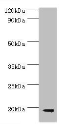 luxS Antibody
