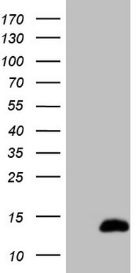 S100A1 Antibody