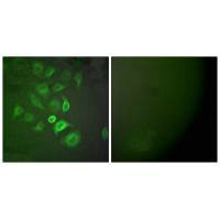 S100A1 Antibody
