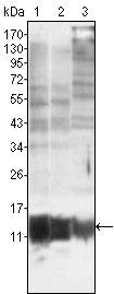 S100A10/P11 Antibody
