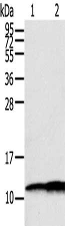 S100A11 antibody