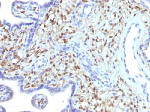 S100A4 / Metastasin / Calvasculin (Marker of Tumor Metastasis) Antibody