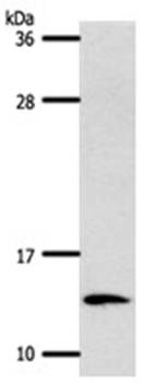 S100A4 Rabbit Polyclonal Antibody