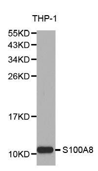 S100A8 antibody