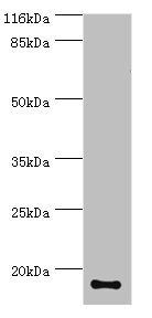 S100A9 Antibody