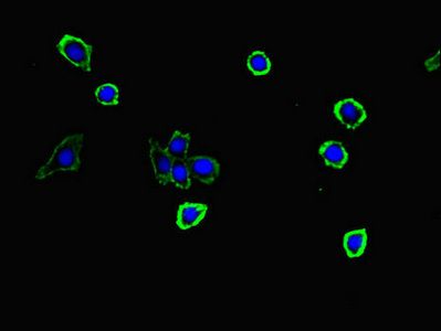 S100G antibody