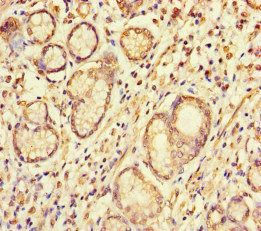S100G Antibody