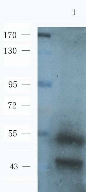 S13A1 antibody