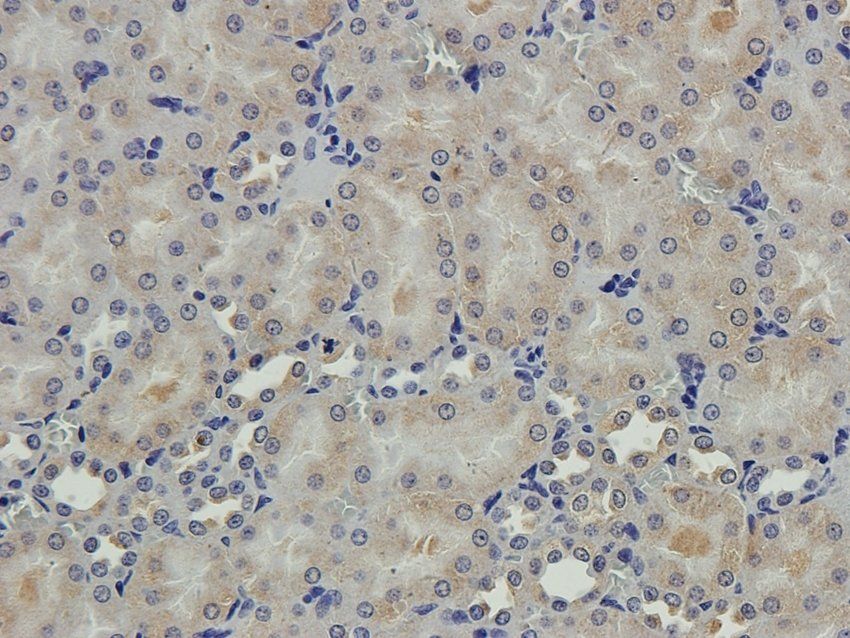 S13A1 antibody