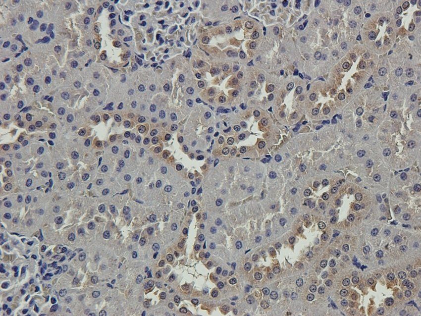 S13A1 antibody