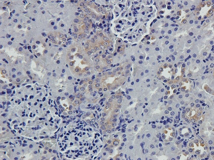 S13A2 antibody