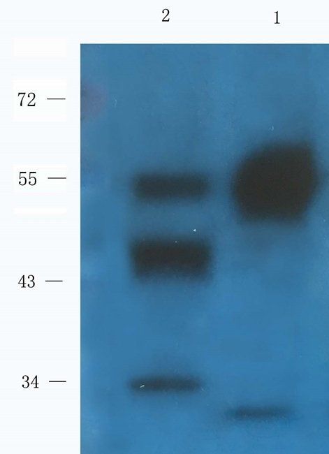 S13A2 antibody