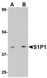 S1P1 Antibody