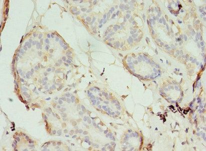 S1PR1 Antibody