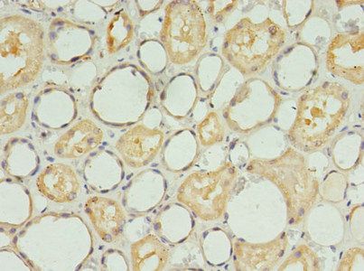 S1PR1 antibody