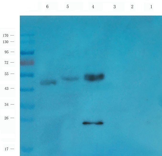 S1PR1 antibody