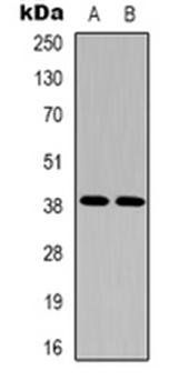 S1PR2 antibody