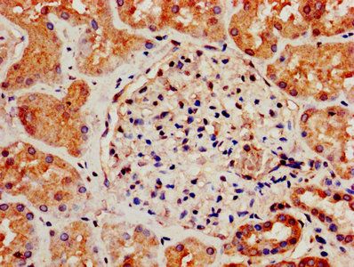 S1PR3 Antibody