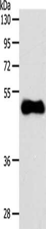 S1PR3 antibody