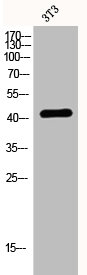 S1PR3 antibody