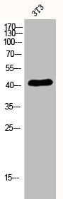 S1PR4 antibody