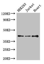S1PR5 antibody