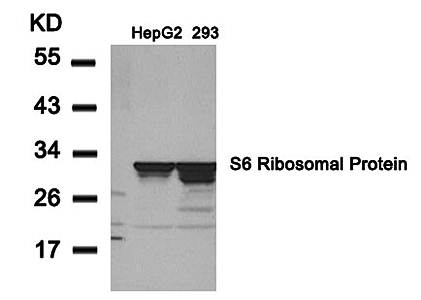 S6 Ribosomal Protein (Ab-235) Antibody