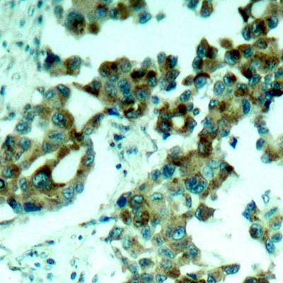 S6 Ribosomal Protein (Ab-235) Antibody