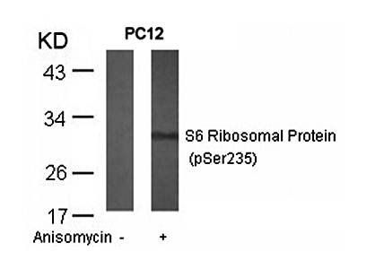 S6 Ribosomal Protein (Phospho-Ser235) Antibody