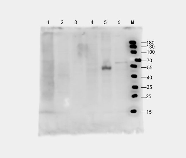 S7A13 Rabbit Polyclonal Antibody