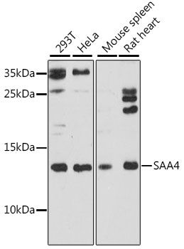 SAA4 antibody