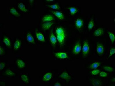 SACS Antibody