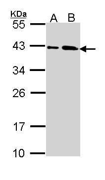 SUMO1 activating enzyme subunit 1 Antibody