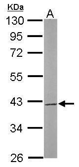 SUMO1 activating enzyme subunit 1 Antibody