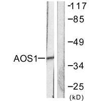 SAE1 antibody