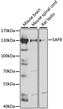 SAFB antibody