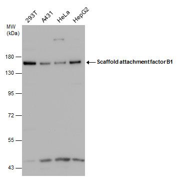 scaffold attachment factor B Antibody