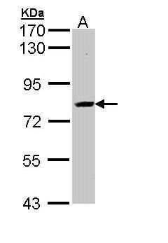 SAH3 antibody [N3C3]