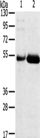 SAMD3 antibody