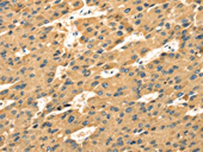 SAMD7 Antibody