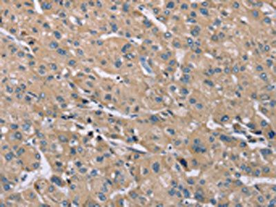 SAMD9L Antibody