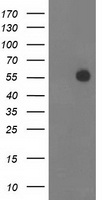 SAMHD1 Antibody