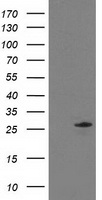 SAMHD1 Antibody