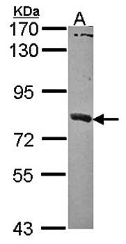 SAMHD1 antibody