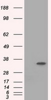 MAPK12 Antibody